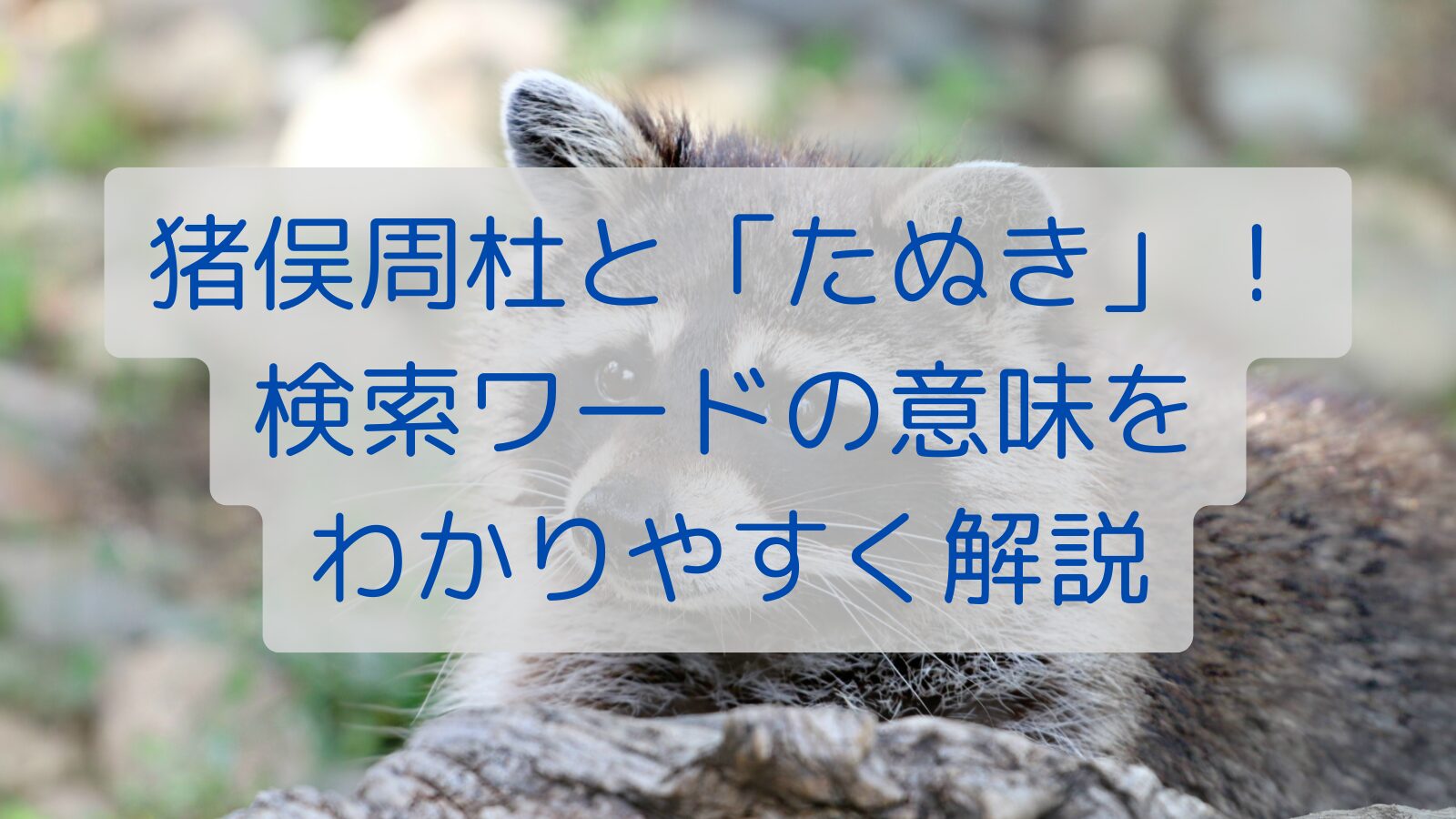 猪俣周杜と「たぬき」！検索ワードの意味をわかりやすく解説